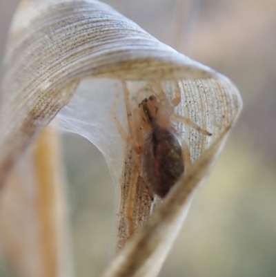 Cheiracanthium sp. (genus) (Unidentified Slender Sac Spider) at Belconnen, ACT - 20 Aug 2023 by CathB