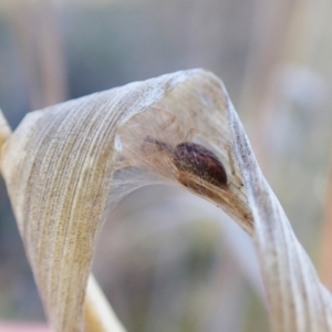 Cheiracanthium sp. (genus) at Belconnen, ACT - 20 Aug 2023