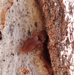 Austrocardiophorus sp. (genus) (Click beetle) at Aranda Bushland - 25 Aug 2023 by CathB