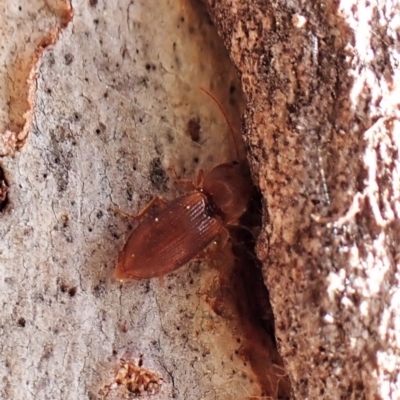 Austrocardiophorus sp. (genus) (Click beetle) at Aranda Bushland - 25 Aug 2023 by CathB