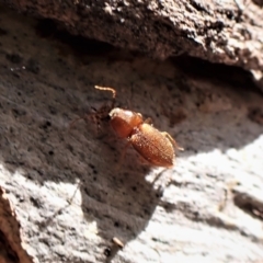 Austrocardiophorus sp. (genus) at Aranda Bushland - 25 Aug 2023 03:01 PM