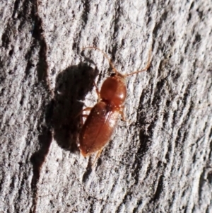 Austrocardiophorus sp. (genus) at Aranda Bushland - 25 Aug 2023