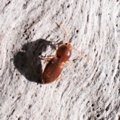 Austrocardiophorus sp. (genus) at Aranda Bushland - 25 Aug 2023 03:01 PM