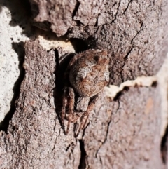 Socca pustulosa (Knobbled Orbweaver) at Belconnen, ACT - 25 Aug 2023 by CathB