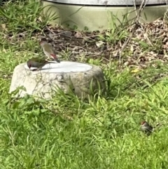 Neochmia temporalis (Red-browed Finch) at Kangaroo Valley, NSW - 29 Aug 2023 by lbradley
