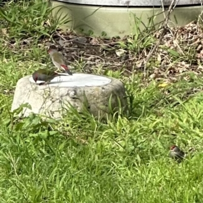Neochmia temporalis (Red-browed Finch) at Kangaroo Valley, NSW - 29 Aug 2023 by lbradley
