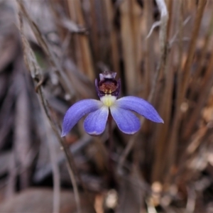 Cyanicula caerulea at Belconnen, ACT - suppressed