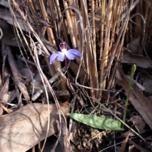 Cyanicula caerulea at Belconnen, ACT - suppressed