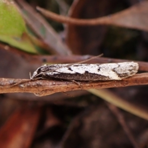 Philobota stella at Belconnen, ACT - 25 Aug 2023