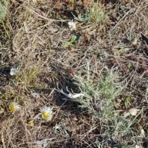 Leucochrysum albicans subsp. tricolor at Isaacs, ACT - 29 Aug 2023 03:16 PM