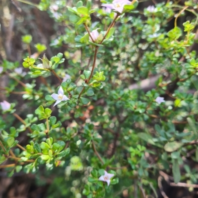 Boronia algida (Alpine Boronia) at Namadgi National Park - 19 Aug 2023 by LukeMcElhinney