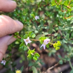 Boronia algida at Cotter River, ACT - 20 Aug 2023