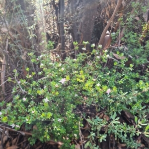 Boronia algida at Cotter River, ACT - 20 Aug 2023