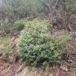 Leionema lamprophyllum subsp. obovatum at Cotter River, ACT - 28 Aug 2023