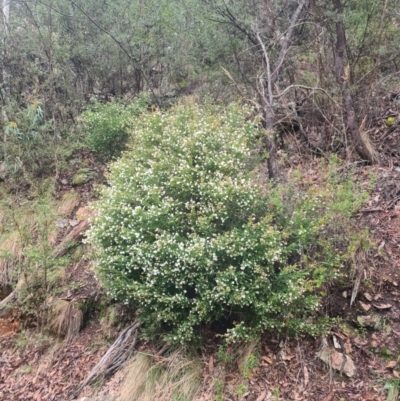 Leionema lamprophyllum subsp. obovatum (Shiny Phebalium) at Cotter River, ACT - 27 Aug 2023 by LukeMcElhinney