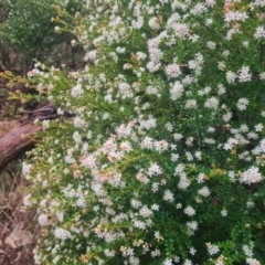 Leionema lamprophyllum subsp. obovatum at Cotter River, ACT - 28 Aug 2023