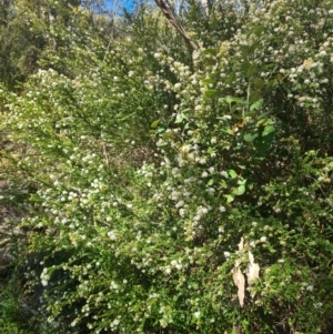 Leionema lamprophyllum subsp. obovatum at Cotter River, ACT - 21 Aug 2023