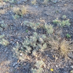 Leucochrysum albicans subsp. tricolor (Hoary Sunray) at Isaacs, ACT - 29 Aug 2023 by Mike