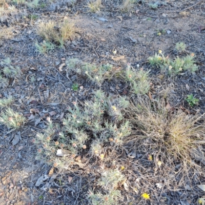 Leucochrysum albicans subsp. tricolor (Hoary Sunray) at Isaacs, ACT - 29 Aug 2023 by Mike