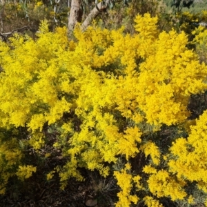 Acacia buxifolia subsp. buxifolia at Farrer, ACT - 29 Aug 2023 03:41 PM