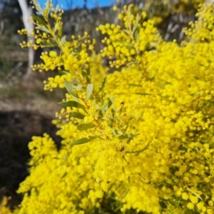 Acacia buxifolia subsp. buxifolia at Farrer, ACT - 29 Aug 2023 03:41 PM