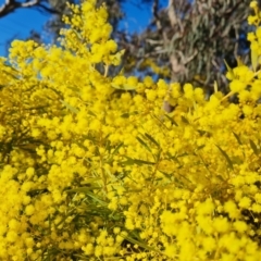 Acacia buxifolia subsp. buxifolia at Farrer, ACT - 29 Aug 2023 03:41 PM