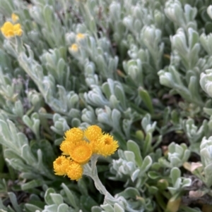 Chrysocephalum apiculatum at Acton, ACT - 29 Aug 2023