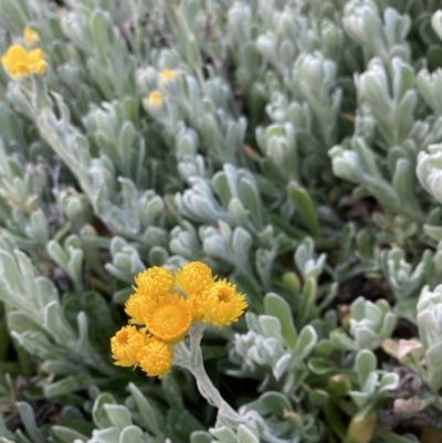 Chrysocephalum apiculatum (Common Everlasting) at Australian National University - 29 Aug 2023 by JohnGiacon