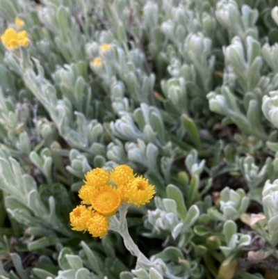 Chrysocephalum apiculatum (Common Everlasting) at Acton, ACT - 29 Aug 2023 by JohnGiacon