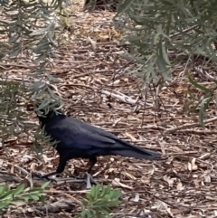Corvus coronoides / mellori (Australian / Little Raven) at Australian National University - 29 Aug 2023 by JohnGiacon