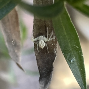 Lehtinelagia prasina at Greenleigh, NSW - 29 Aug 2023