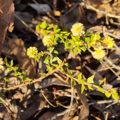 Acacia gunnii (Ploughshare Wattle) at Farrer, ACT - 29 Aug 2023 by Mike