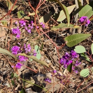 Hardenbergia violacea at Tuggeranong, ACT - 29 Aug 2023