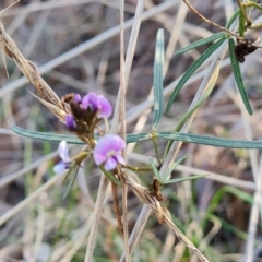 Glycine clandestina (Twining Glycine) at Tuggeranong, ACT - 29 Aug 2023 by Mike