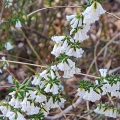 Leucopogon fletcheri subsp. brevisepalus (Twin Flower Beard-Heath) at Tuggeranong, ACT - 29 Aug 2023 by Mike