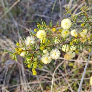 Acacia ulicifolia at Tuggeranong, ACT - 29 Aug 2023 04:15 PM