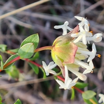 Pimelea linifolia subsp. linifolia (Queen of the Bush, Slender Rice-flower) at Tuggeranong, ACT - 29 Aug 2023 by Mike