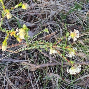 Pimelea linifolia subsp. linifolia at Tuggeranong, ACT - 29 Aug 2023