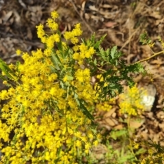 Acacia baileyana x Acacia decurrens (Cootamundra Wattle x Green Wattle (Hybrid)) at Tuggeranong, ACT - 29 Aug 2023 by Mike