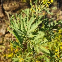 Acacia baileyana x Acacia decurrens at Tuggeranong, ACT - 29 Aug 2023