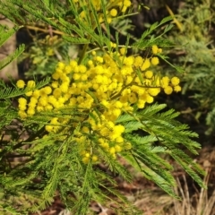 Acacia decurrens (Green Wattle) at Farrer, ACT - 29 Aug 2023 by Mike