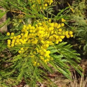 Acacia decurrens at Farrer, ACT - 29 Aug 2023