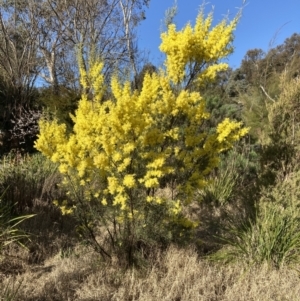 Acacia boormanii at Belconnen, ACT - 29 Aug 2023