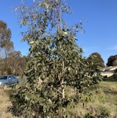 Eucalyptus sp. (A Gum Tree) at Emu Creek - 29 Aug 2023 by JohnGiacon