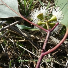 Eucalyptus sp. at Belconnen, ACT - 29 Aug 2023 04:36 PM