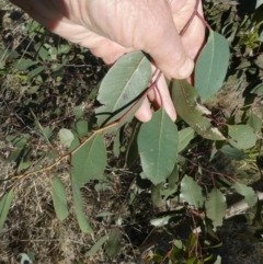 Eucalyptus sp. at Belconnen, ACT - 29 Aug 2023