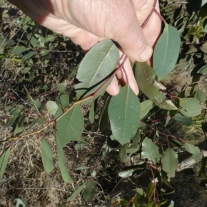 Eucalyptus sp. at Belconnen, ACT - 29 Aug 2023 04:36 PM