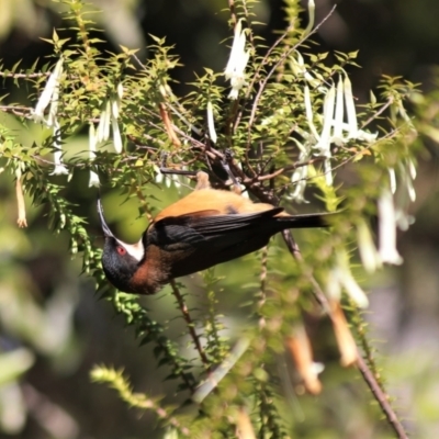 Acanthorhynchus tenuirostris (Eastern Spinebill) at ANBG - 29 Aug 2023 by HappyWanderer
