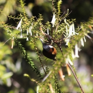 Acanthorhynchus tenuirostris at Canberra Central, ACT - 29 Aug 2023