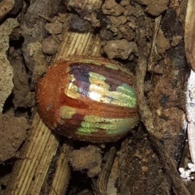 Paropsisterna sp. (genus) (A leaf beetle) at Goomboorian, QLD - 27 Aug 2023 by KevinM